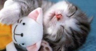 Всемирный день сна - <i>ангела</i> Спокойной <strong>с днём ангела в картинках</strong> ночи - картинки