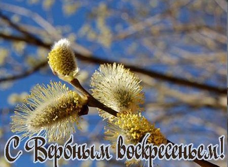 Красивые пожелания и стихи с Вербным Воскресеньем любимому мужчинепарню изображения Красивые пожелания и стихи с Вербным Воскресеньем любимому мужчинепарню изоражения