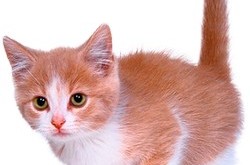1 марта - всемирный день кошек в россии