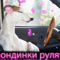 Всемирный день блондинок картинки - СМС поздравления с Днем блондинки шуточные - Стихи любимой блондинке