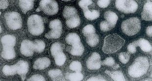 Гонконгский вирус гриппа признаки и симптомы