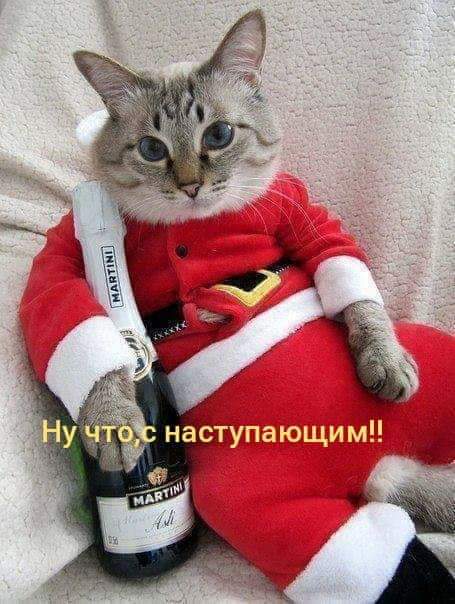Поздравления с Новым годом - Кот с шампанским - шуточная новогодняя поздравительная картинка, фото с надписью: С наступающим!