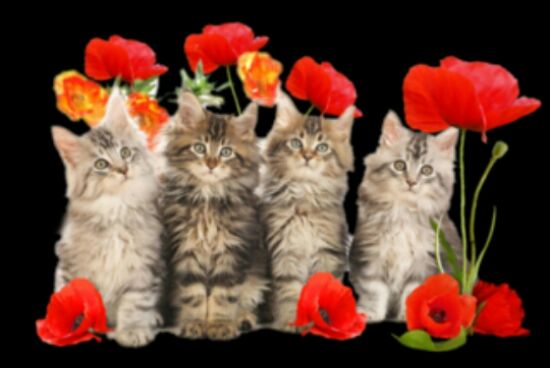 С Днем кошек и первым днем весны картинки с надписями, со стихами и прозой, с пожеланиями и поздравлениями - Какой сегодня праздник 1 марта 2019