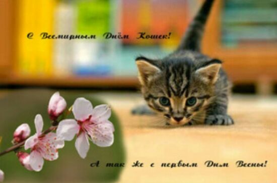 С Днем кошек и первым днем весны картинки с кошками и надписями, со стихами и прозой, с пожеланиями и поздравлениями