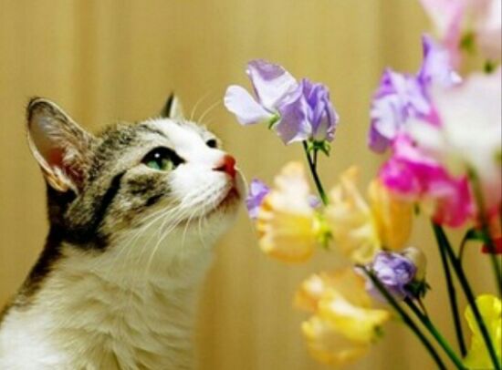 С Днем кошек и первым днем весны картинки с надписями, со стихами и прозой, с пожеланиями и поздравлениями