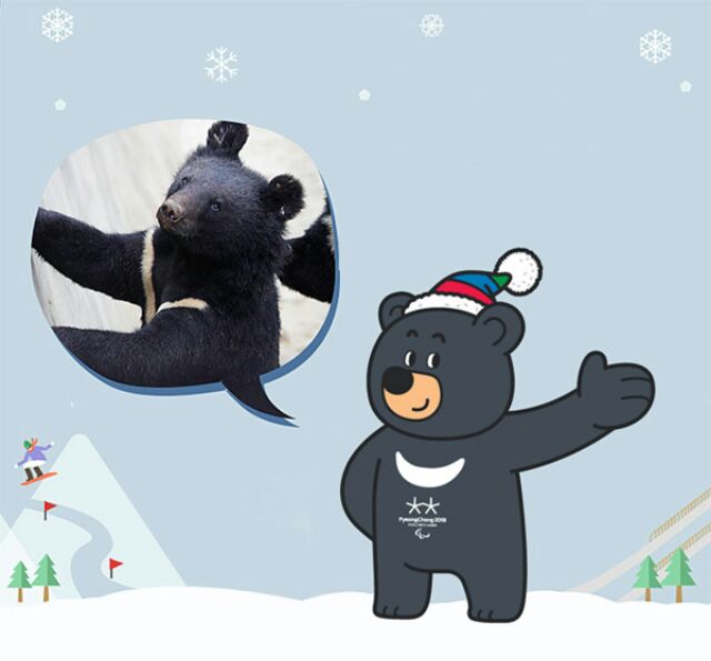 Черный медведь Bandabi (Бандаби) - Талисман Паралимпийских зимних игр PyeongChang 2018 - Олимпиада в Пхенчхане 2018