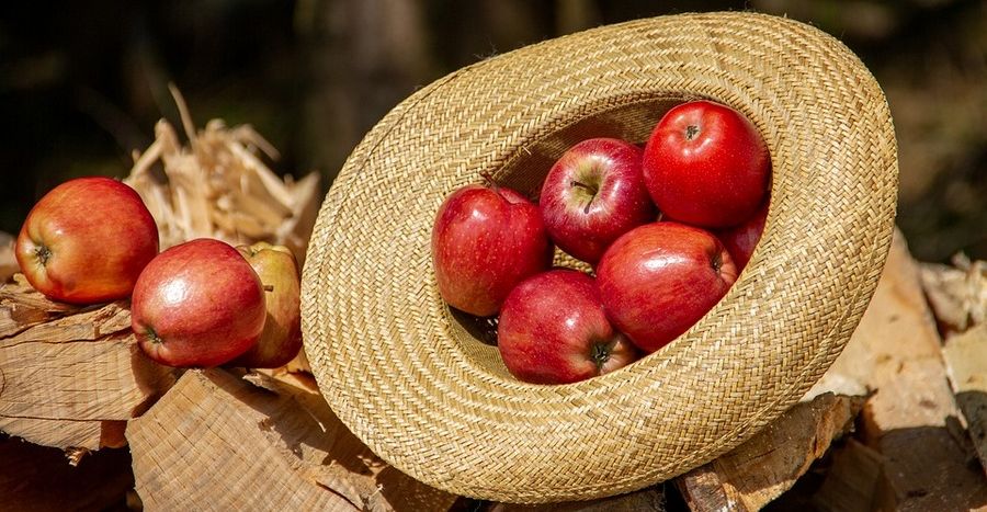 Яблочный Спас история праздника, традиции, приметы - Что делают в Яблочный Спас?