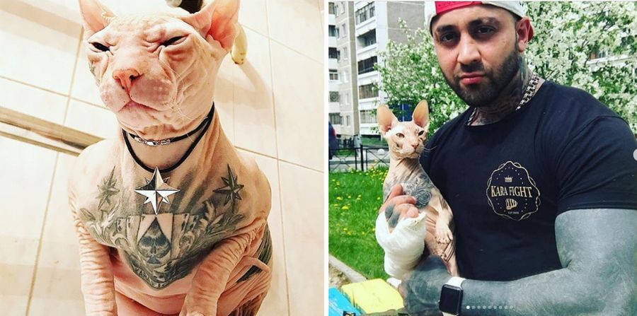Кот с тюремными татуировками по кличке Бес сбежал от своего хозяина