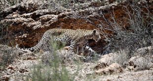 Найти леопарда на фото среди камней - Весь Интернет ищет замаскировавшегося среди камней леопарда