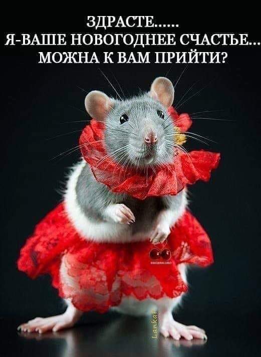 Новогоднее Счастье - Крыса 2020 - Смешные картинки на год Мыши (Крысы)