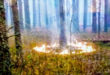 Пожары в лесах - скорее всего результат поджогов, НГУ начала антидиверсионную операцию, - Арсен Аваков