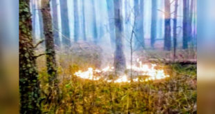 Пожары в лесах - скорее всего результат поджогов, НГУ начала антидиверсионную операцию, - Арсен Аваков