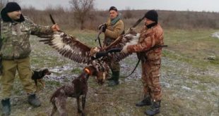 Чиновники-браконьеры убили на охоте редкую птицу - беркута, и похвастались об этом в соцсетях