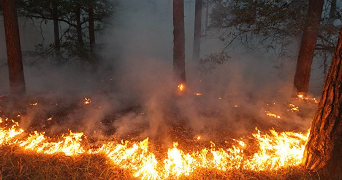Пенсионерка под Киевом сожгла гектар леса, пытаясь избавиться от логова лисиц: пожарные все еще продолжают тушение