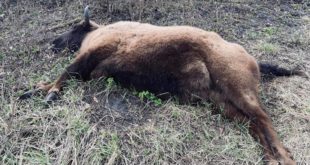 На Сумщине браконьеры убили исчезающее животное: подозревают местных, которые уже имели проблемы с законом