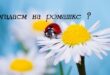 День гадания на ромашках 29 мая - Гадание на ромашке - Интересные цветочные гадания