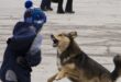 В Черноморске две бездомные собаки набросились на ребенка: спасли малыша от разъяренных псов прохожие