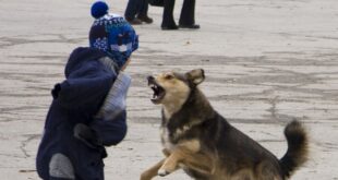 В Черноморске две бездомные собаки набросились на ребенка: спасли малыша от разъяренных псов прохожие