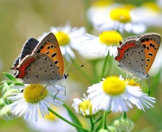 24 июня - День ромашек - Красивые нежные открытки, фото, ромашки, бабочки