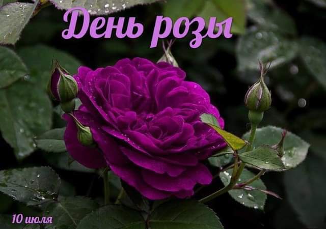 Открытки с Днем розы 10 июля для поздравления в соцсетях