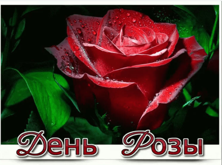 Открытки с Днем розы 10 июля для поздравления в соцсетях