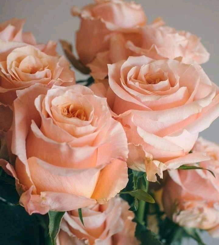 Открытки с нежными и красивыми розами ко Дню розы