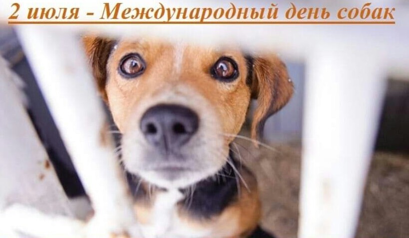 День собаки 2 июля картинки - Международный день собак