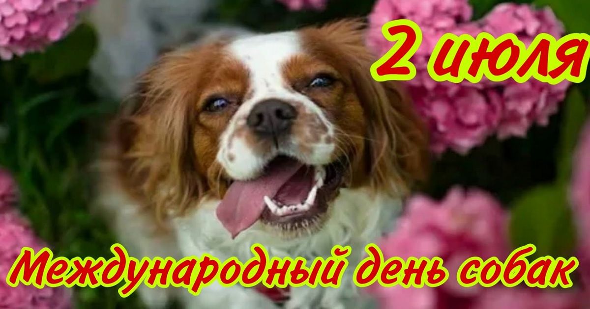2 июля – День собаки: красивые открытки, поздравления - Трогательные стихи про собаку к Международному дню собак