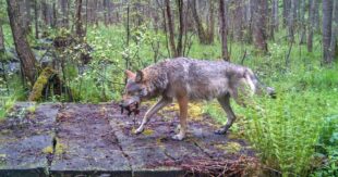 В Луганской области волк утащил двухлетнюю девочку прямо со двора частного дома и загрыз ее