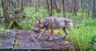 В Луганской области волк утащил двухлетнюю девочку прямо со двора частного дома и загрыз ее