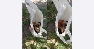 ФОТО: В Приморске экс-владелец выбросил двухмесячных котят в завязанном пакете на мусорку