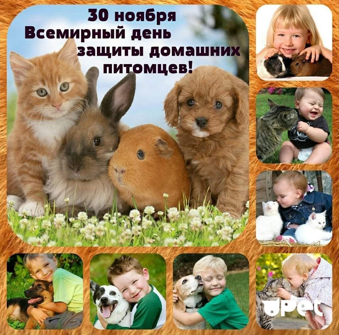 30 ноября – День домашних животных - Мы для них целый мир !!! – Красивые открытки с Днем домашних животных – Трогательные стихи про домашних питомцев