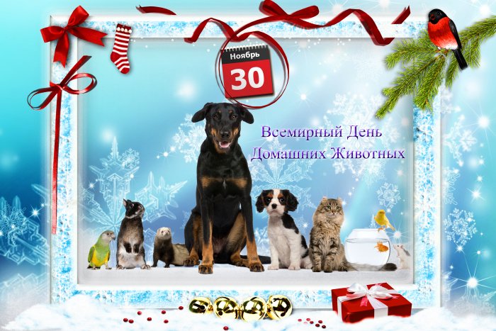 30 ноября – День домашних животных - Мы для них целый мир !!! – Красивые открытки с Днем домашних животных – Трогательные стихи про домашних питомцев
