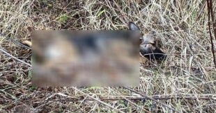 ВИДЕО: В Киеве неизвестные убивали и ели собак в лесополосе: инцидент вызвал бурную дискуссию в сети