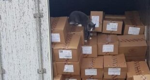 Украинский кот "зайцем" добрался до Израиля в металлическом контейнере, три недели питаясь конфетами