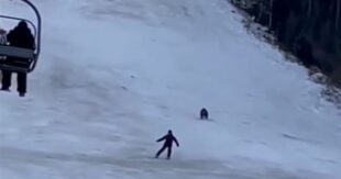 ВИДЕО: На горнолыжном спуске в Карпатах медведь погнался за лыжником