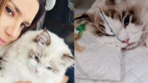ВИДЕО: Животное лечат лучше чем людей: кота Оксаны Марченко откачивали в реанимации под капельницами и кислородом