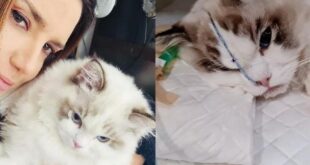 ВИДЕО: Животное лечат лучше чем людей: кота Оксаны Марченко откачивали в реанимации под капельницами и кислородом