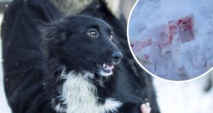 В Киеве активизировались догхантеры, по всему городу разбросана отрава для собак: остерегайтесь "розового снега"