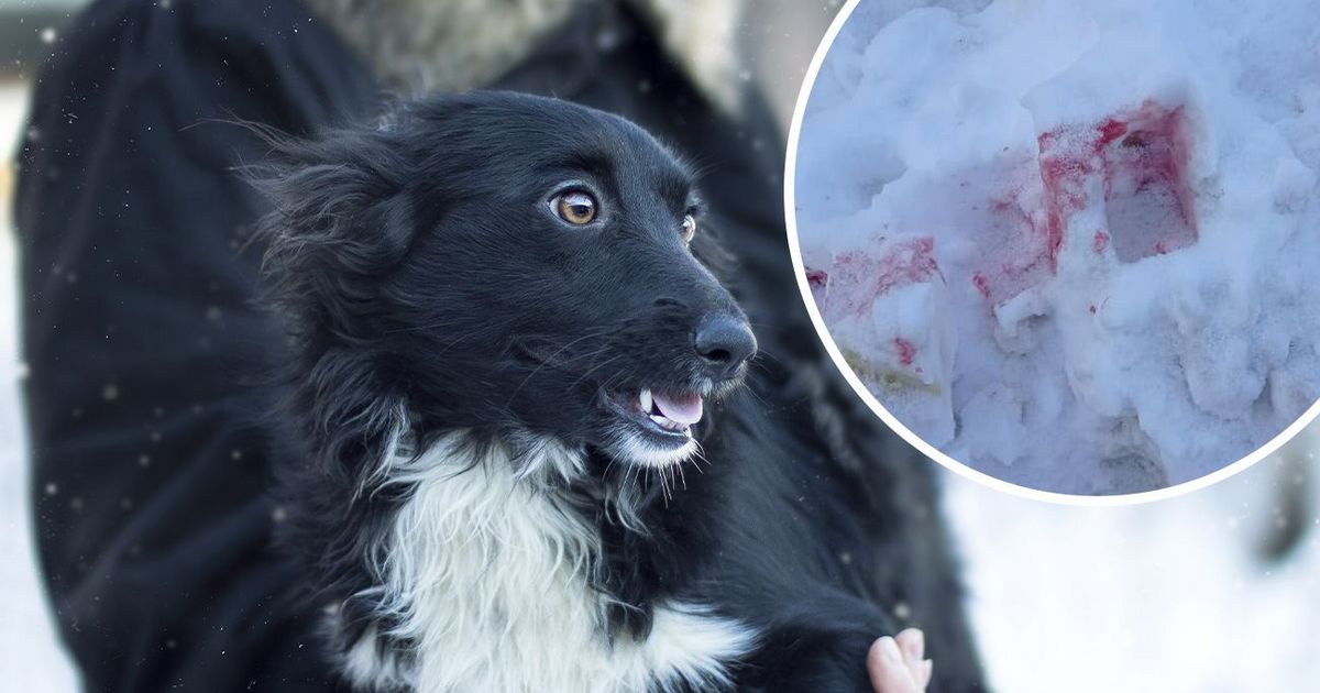 В Киеве активизировались догхантеры, по всему городу разбросана отрава для собак: остерегайтесь "розового снега"