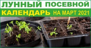 Лунный посевной календарь на март 2021: когда и как правильно посадить рассаду - советы огородникам и садоводам