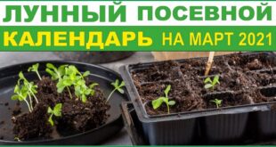 Лунный посевной календарь на март 2021: когда и как правильно посадить рассаду - советы огородникам и садоводам