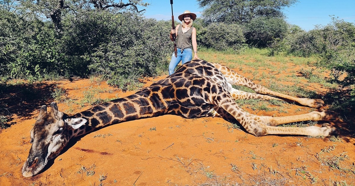 ФОТО: Ждала этого целый год: жена и муж на 14 февраля убили жирафа и сделали из его сердца "валентинку"