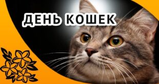 1 марта - День кошек: открытки, картинки классные на День кошек 1 марта и День котов 17 февраля