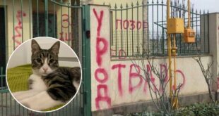 ВИДЕО: Лупил молотком: в Черноморске мужчина жестоко убил соседского кота, который забрел к нему на участок