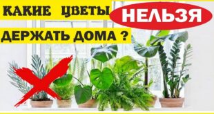 Ядовитые домашние растения: 15 тихих убийц в вашем доме - хорошенько подумайте, прежде чем заводить эти вазоны!