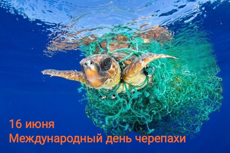 16 июня - Международный день морской черепахи (World Sea Turtle Day)