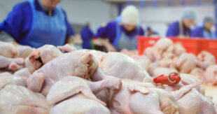 Украинцев предупредили об опасной курятине с сальмонеллой: названа компания, которая продает ее