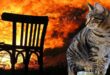 Пенсионерка ценой собственной жизни вытащила кошку из горящего дома