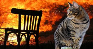 Пенсионерка ценой собственной жизни вытащила кошку из горящего дома
